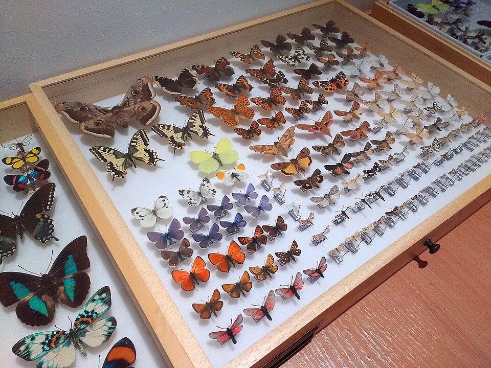 Butterfly Cabinet, Twelve Riker Mounts